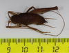 CollectionObject 1575864; 0f2507de-cd88-4361-99be-44e69838b40f: male, dorsal view (holotype). (CollectionObject).