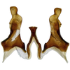 Connective: !! display not done !! on Faltala furcipennis Cheng, 1980: connective and styles, ventral view. (Observation).