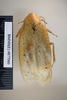 CollectionObject 1552810; NHMUK(SF IMPORT DUPLICATE) BMNH(E) 877060, 7767ac25-e7c2-49cd-84e3-45ad6bc306d5: Copyright NHM, London. Holotype female, dorsal view. (CollectionObject).