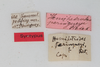 CollectionObject 1505709; f064a080-3cbe-4761-aa68-dd00f2c52683: female, labels (syntype). (CollectionObject).