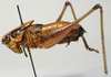 CollectionObject 1517151; 1573f69b-a633-4b81-97a4-3d4bc7b93ecf: male habitus, lateral view (holotype). (CollectionObject).