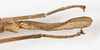 CollectionObject 1558820; ba524a32-7d70-4ae0-b212-f54c1dea57c8: copyright NMW, Vienna. female: end of abdomen, lateral view (paralectotype). (CollectionObject).;CollectionObject 1558821; f1f8a63a-23b8-4de7-9d52-9662ab0e6060: copyright NMW, Vienna. female: end of abdomen, lateral view (paralectotype). (CollectionObject).