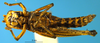 CollectionObject 1567401; e305e013-b331-4a55-84f9-9159868fe0b3: female, ventral view (syntype). (CollectionObject).
