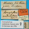 CollectionObject 1500870; d78773cb-a8eb-4289-bc24-5137aa6deab8: labels (holotype). (CollectionObject).