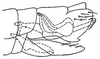 Pygofer, lateral view: genital capsule, laterally. (Observation).