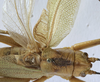 CollectionObject 1541893; 83c567be-17fb-436c-8aed-60b12210364c: male, dorsal view (syntype). (CollectionObject).