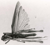 CollectionObject 1524965; b55da451-34c6-4a21-a8e7-d12a068211f3: Image C.S Carbonell. male, dorsal view (holotype). (CollectionObject).
