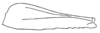 Callimenellus albolineatus Gorochov & Voltshenkova, 2005: Fig. 38. hind femur. (Otu).