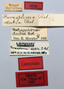 CollectionObject 1535548; a0b9d0a5-44f6-44a1-90fe-eb2047960e65: labels (lectotype). (CollectionObject).
