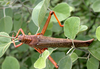 Tropidacris collaris (Stoll, 1813): female. (Otu).