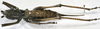 CollectionObject 1541903; 1eea4f76-c1d2-4d3d-8232-a2aa0ba84d81: female, dorsal view. (CollectionObject).