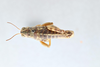 CollectionObject 2870544; b49be517-603e-407e-ae5e-0c470ef88558, CNCI 1013692: Bradynotes obesa caurus. (CollectionObject).