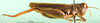CollectionObject 1594832; 9f44fe0b-e988-422b-9c30-4232ac6510e1: male, lateral view (syntype). (CollectionObject).