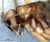 CollectionObject 1582271; 68d7d9a9-46f2-4855-9ee7-e44fcbb700b9: female, head and thorax, lateral view (paratype). (CollectionObject).