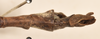 CollectionObject 1561085; a4e2c403-bfd2-4dee-93b9-b969e64160dc: copyright OUMNH. male: end of abdomen, dorsal view (lectotype). (CollectionObject).