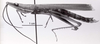CollectionObject 1565615; 181f4d75-1d26-4edc-9d12-0aaaa0c69ab4: Image C.S. Carbonell. male, lateral view. (CollectionObject).