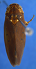 Habitus, dorsal view on Polana (Culumana) torqua (DeLong & Freytag, 1972): Male specimen [DZRJ]: habitus, dorsal view. (Observation).