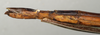 CollectionObject 1560606; NMW 1120, de7ff30c-262a-4c2d-8158-41b4764dea50: copyright NMW, Vienna. female: end of abdomen, lateral view (lectotype). (CollectionObject).