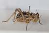 CollectionObject 1505709; f064a080-3cbe-4761-aa68-dd00f2c52683: female, lateral view (syntype). (CollectionObject).