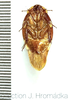 Gyna gloriosa (Stål, 1855): (Otu).
