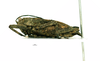CollectionObject 2052448; bec28ca9-e099-46ac-b993-882095c3cd94: female, lateral view (holotype). (CollectionObject).