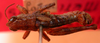 CollectionObject 1543664; 3275b753-10a0-4e4b-a355-88ae20439971: male, dorsal view (lectoallotype). (CollectionObject).