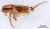 CollectionObject 1522771; 76b16737-8961-45be-8463-c45efe888e25: Male, lateral view (holotype). (CollectionObject).