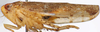 Habitus, lateral view on Allophleps Bergroth, 1920: Eutettix elongatus, lateral habitus (BMNH; labeled as Allophleps). (Observation).