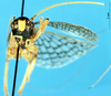 CollectionObject 1537650; 899aa1a3-0b21-4830-8ab8-c7e0ed60ec9a: male, frontal view. (CollectionObject).