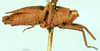 CollectionObject 1505158; 96fdd5b7-413b-4ebd-81fc-0b6787375e64: female, lateral view. (CollectionObject).