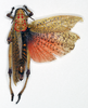 CollectionObject 1535536; 4a88e72f-d046-4c6c-a333-761f58a9bebb: female, dorsal view (holotype of Phymateus coralliferus). (CollectionObject).