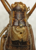 CollectionObject 1535929; 54bd9f26-10e9-4543-b9e2-2a477d51e02d: male, head, pronotum and tegmina, dorsal view (syntype of Barbitistes sanzii). (CollectionObject).