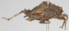 CollectionObject 1577215; NNM 587685, 59738f32-cfd5-495e-887c-53432481948f: female, lateral view (syntype). (CollectionObject).