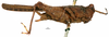 CollectionObject 1572360; da3653ab-eb15-4b02-b2ab-f71f416951c7, MNCN65: female (lateral view), not Euparatettix personatus (Bolivar, 1887). (CollectionObject).