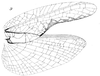 Teuthroides mimeticus Bolívar, 1905: male right wings (from Karny 1912, Genera Insectorum 131). (Otu).