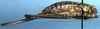 Idiostatus kathleenae Rentz, 1973: female, lateral view (paratype). (Otu).