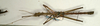 CollectionObject 1557792; NMW 945', 664fe6b3-dae6-4c6e-b90f-84b3667e8d28: copyright NMW, Vienna. male (syntype). (CollectionObject).