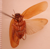 Antitheton iniquiungues Hebard, 1919: Photo by Heidi Hopkins. Ventral habitus. (Otu).