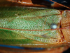 CollectionObject 1500715; ba4daad8-bb80-4c16-b77a-f8aaa6dd5e06: male, stridulatory area (syntype). (CollectionObject).