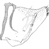 Pygofer, lateral view on Buhria angusta (Dworakowska, 1976): Pygofer, lateral view. (Observation).