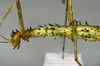 CollectionObject 1556960; 19b0694b-25c8-4afa-af0d-8ab59ee24aea: copyright MONZ, Wellington. female of synonym Acanthoxyla huttoni: head & thorax, lateral view (holotype). (CollectionObject).