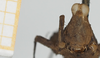 CollectionObject 1517899; 7677c091-c816-47b5-a24a-f7b0e4dc05ab, NHMUK10924426: female, frontal view (holotype). (CollectionObject).