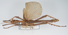 CollectionObject 1581502; 36692960-3023-44aa-88be-f5934594d937: copyright RMNH Leiden. male, lateral view. (CollectionObject).
