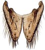 Subgenital plate: !! display not done !! on Limotettix Sahlberg, 1871: Limotettix striolus, subgenital plates, ventrally (INHS). (Observation).