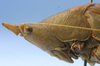 CollectionObject 1516877; 61997a7b-5b9e-4d2c-bd9d-5b94b9bfbb68: male head and pronotum, lateral view (holotype). (CollectionObject).