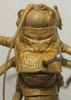 CollectionObject 1535213; 5fd71a3b-629e-4fb5-88c2-8e810bb04c56: male pronotum, dorsal view (lectotype). (CollectionObject).