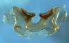 Zoniopoda serrana Pocco, Rubio & Cigliano, 2011: epiphallus, dorsal view. (Otu).