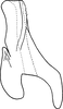 Aedeagus, lateral view on Erythroneura rubrella McAtee, 1920: Aedeagus, lateral view. (Observation).