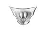 Tairona pulchella Hebard, 1928: Plate VI. Fig. 3 (after type). male supra-anal plate, dorsal view. (Otu).
