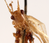 CollectionObject 1534526; 6066b610-356e-42e4-ad35-3087b1beee45: male face (holotype). (CollectionObject).